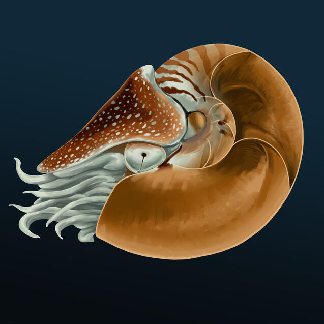 Digital - Clip Studio Paint.